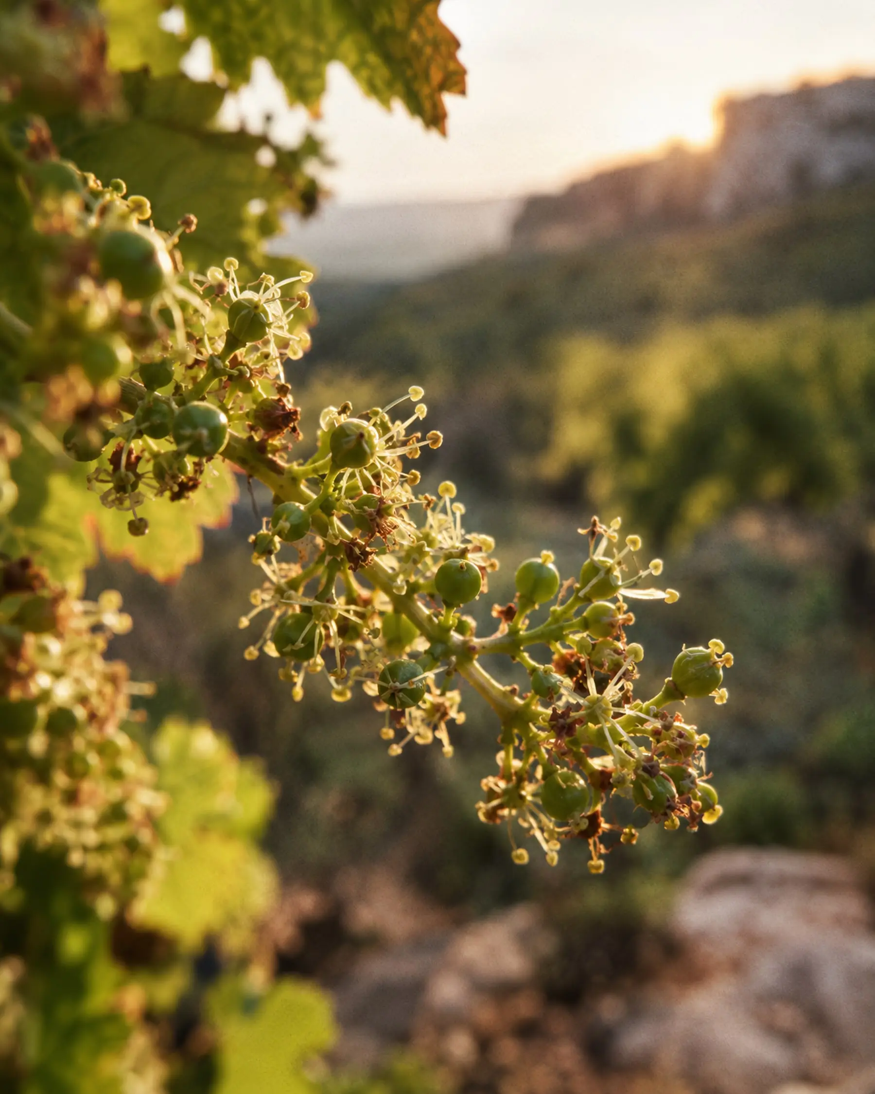 La vigne du domaine de Fondargue en juin, au moment de la floraison.