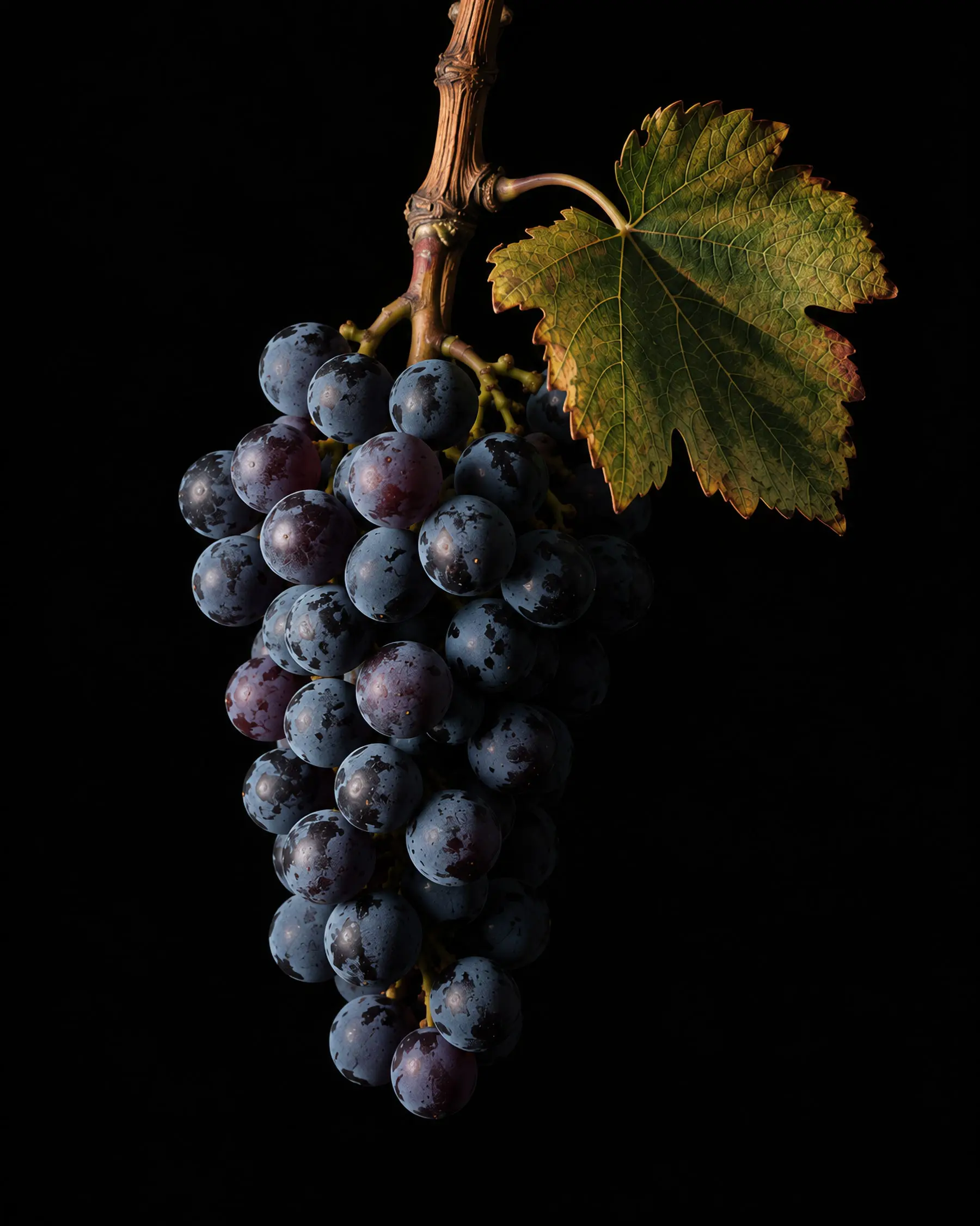 Grappe de Syrah sur fond noir.