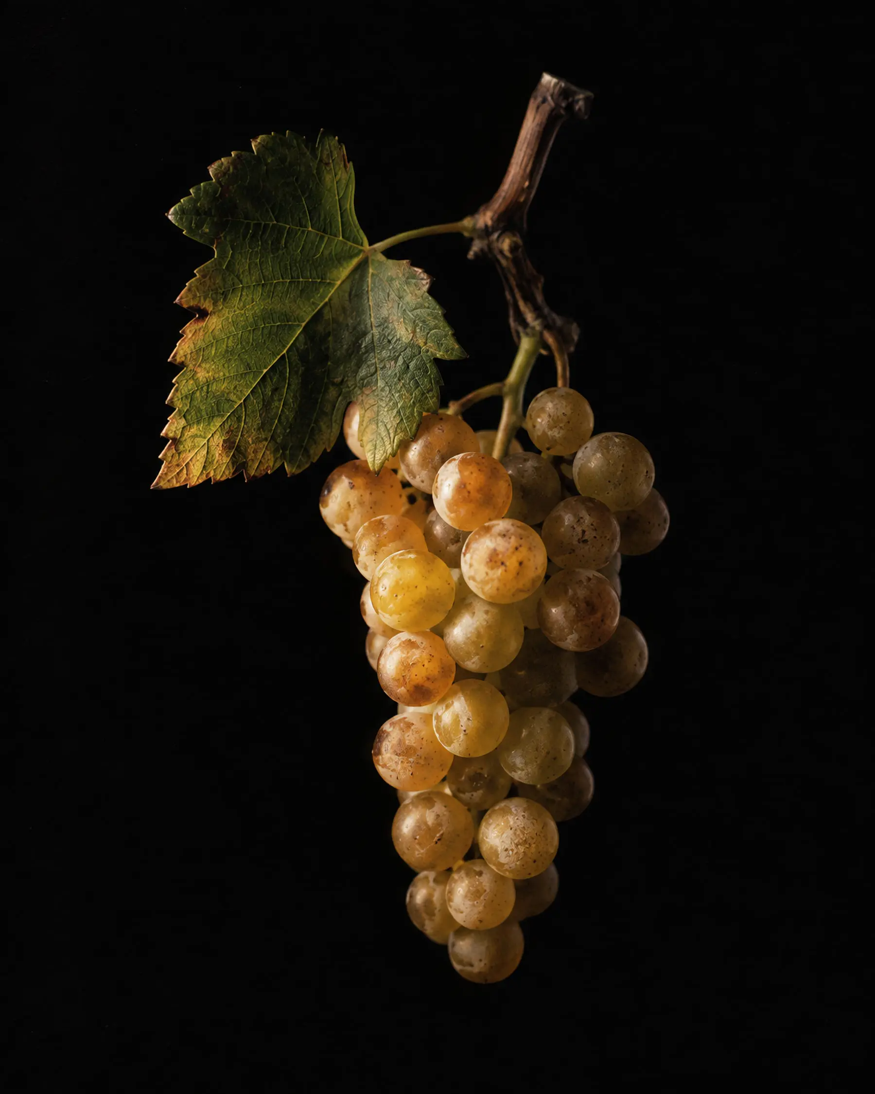 Grappe de Viognier sur fond noir.